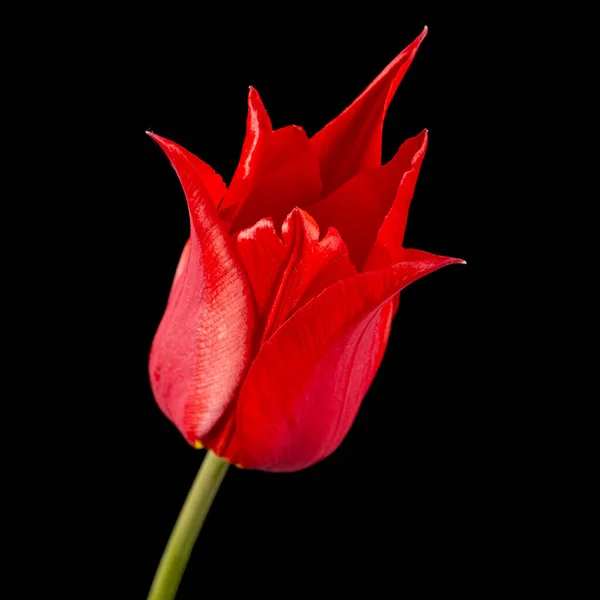 Flor Tulipa Vermelha Liliácea Closeup Isolado Fundo Preto — Fotografia de Stock