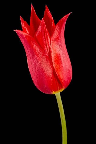 Flor Tulipa Vermelha Liliácea Closeup Isolado Fundo Preto — Fotografia de Stock