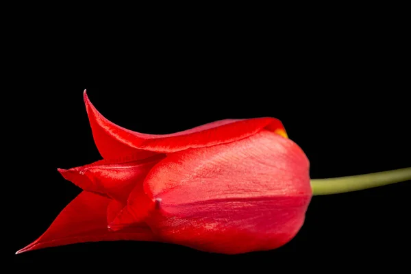 Flor Tulipa Vermelha Liliácea Closeup Isolado Fundo Preto — Fotografia de Stock