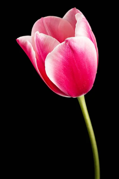 Flor Tulipán Con Pétalo Rojo Con Transición Color Blanco Aislado —  Fotos de Stock