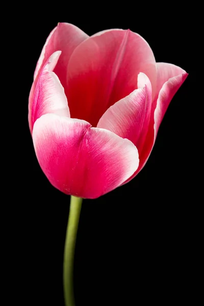 Lale Çiçeği Taç Kırmızısı Beyaz Renge Geçiş Yakın Plan Siyah — Stok fotoğraf