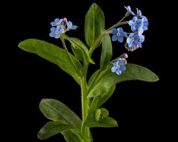 Μπλε Λουλούδι Της Λησμονιάς Λατ Myosotis Arvensis Απομονωμένο Μαύρο Φόντο — Φωτογραφία Αρχείου