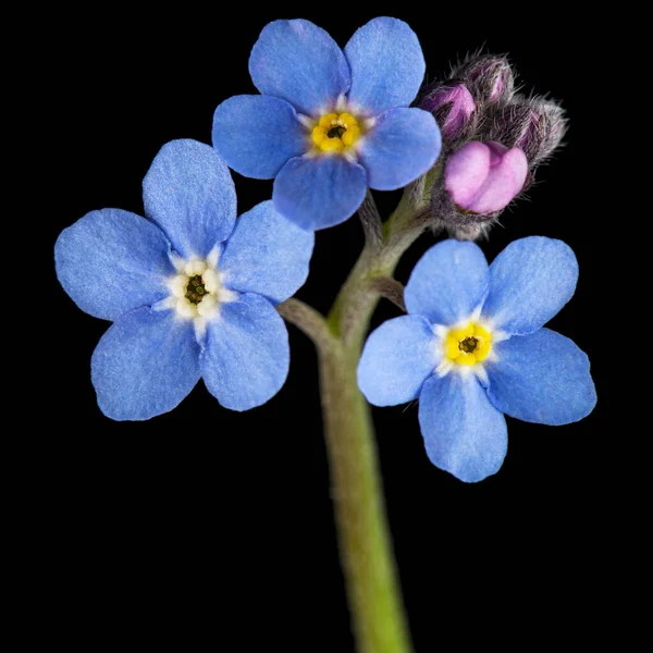 Blaue Blume Des Vergissmeinnicht Lat Myosotis Arvensis Nahaufnahme Isoliert Auf — Stockfoto