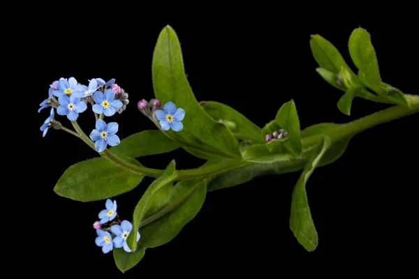 Felejts Kék Virága Lat Myosotis Arvensis Fekete Alapon Izolált — Stock Fotó