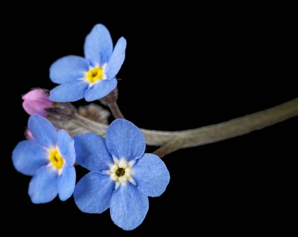 Niebieski Kwiat Nie Zapomnij Mnie Lat Myosotis Arvensis Zbliżenie Izolowany — Zdjęcie stockowe