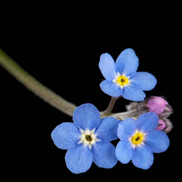 Fiore Blu Del Non Dimenticarmi Tesoro Myosotis Arvensis Primo Piano — Foto Stock
