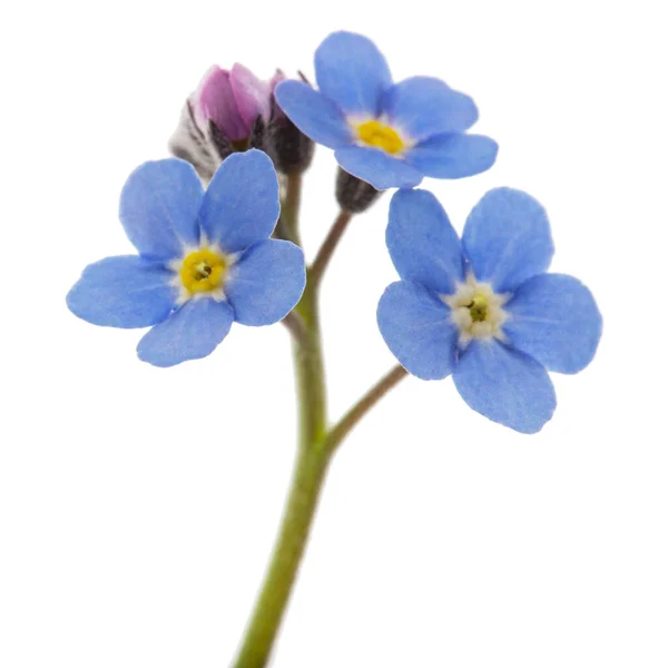 Blue Flower Forget Lat Myosotis Arvensis Closeup Isolated White Background — Stock Photo, Image