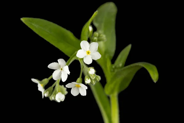 Flores Blancas Forget Myosotis Arvensis Aisladas Sobre Fondo Negro — Foto de Stock