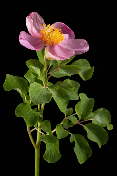 Rosa Flor Peônia Lat Paeonia Isolada Sobre Fundo Preto — Fotografia de Stock