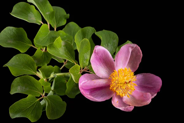 Rozenbloem Van Pioen Lat Paeonia Geïsoleerd Zwarte Achtergrond — Stockfoto