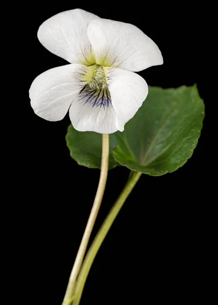 Bílá Květina Fialové Lat Viola Odorata Izolované Černém Pozadí — Stock fotografie