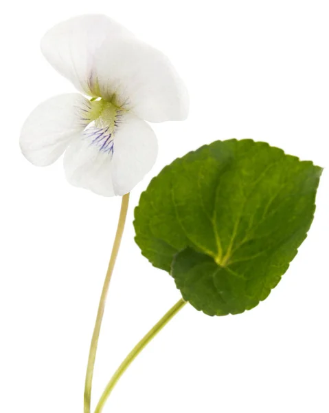 Біла Квітка Фіолетового Лат Viola Odorata Ізольовані Білому Тлі — стокове фото