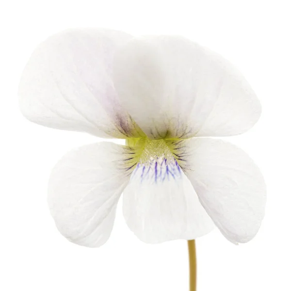 バイオレットの白い花 フラット 白い背景に隔離されたヴィオラ オドラタ — ストック写真