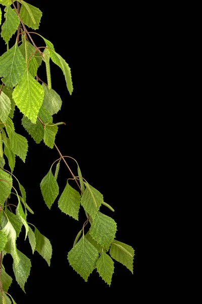 Borrifo Vidoeiro Com Folhagem Jovem Sobre Fundo Preto — Fotografia de Stock