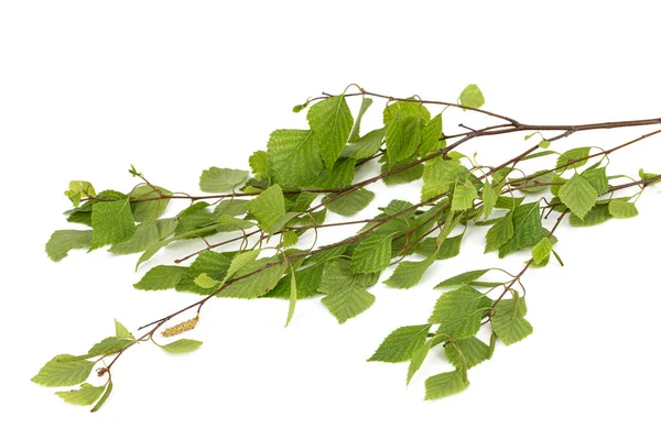 Sprig Birch Young Foliage White Background — Stock Photo, Image