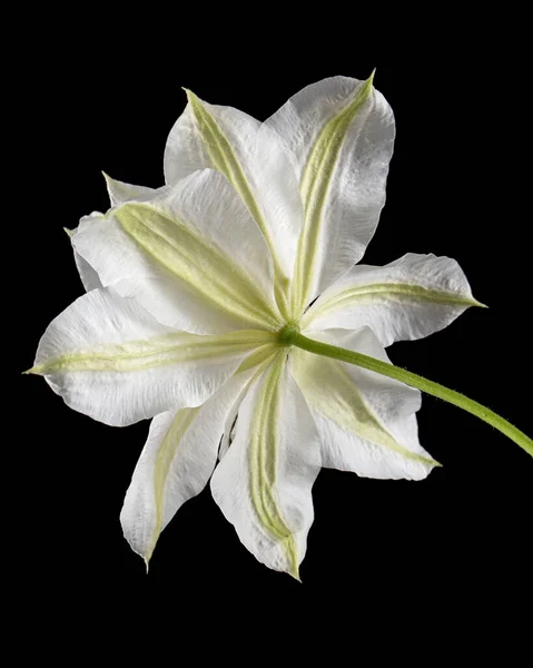 Fleur Blanche Clématite Isolée Sur Fond Noir — Photo