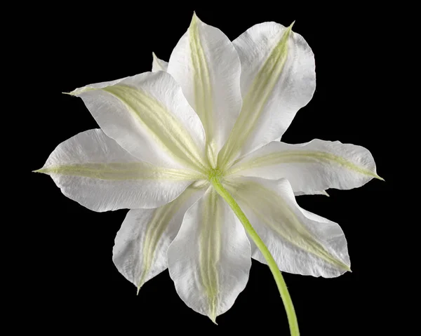 Fleur Blanche Clématite Isolée Sur Fond Noir — Photo