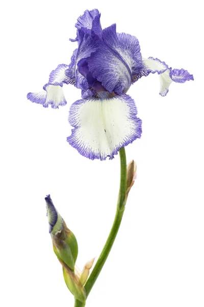 Fiore Blu Strisce Bianche Iris Isolato Sfondo Bianco — Foto Stock