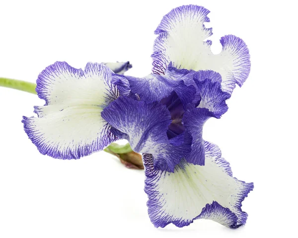 Fleur Iris Rayée Blanche Bleue Isolée Sur Fond Blanc — Photo