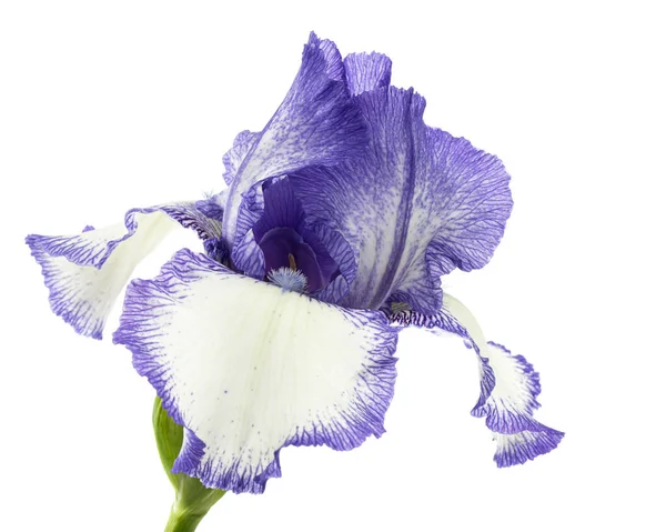 Flor Azul Rayas Blancas Iris Aislada Sobre Fondo Blanco —  Fotos de Stock