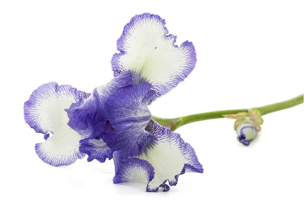 Fleur Iris Rayée Blanche Bleue Isolée Sur Fond Blanc — Photo