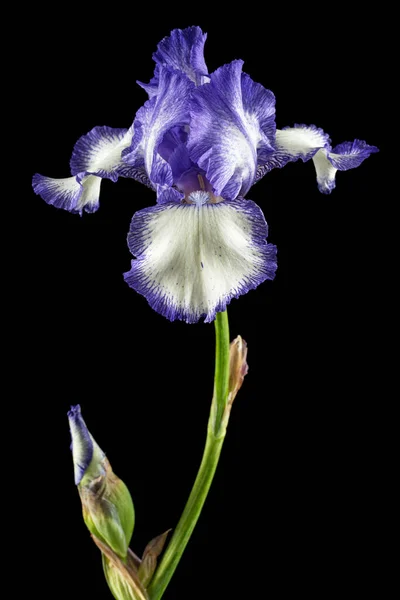 Blue white striped flower of iris, isolated on black background