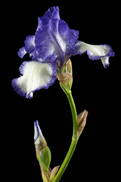 Flor Azul Rayas Blancas Iris Aislada Sobre Fondo Negro —  Fotos de Stock