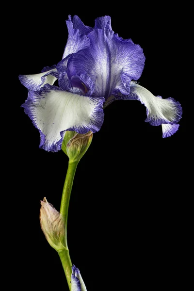 Blauweiß Gestreifte Blume Der Iris Isoliert Auf Schwarzem Hintergrund — Stockfoto