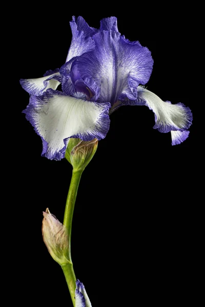 Blue white striped flower of iris, isolated on black background