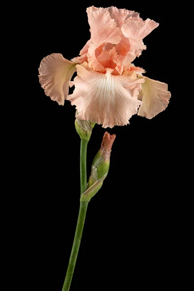Rózsaszín Virág Írisz Elszigetelt Fekete Háttér — Stock Fotó