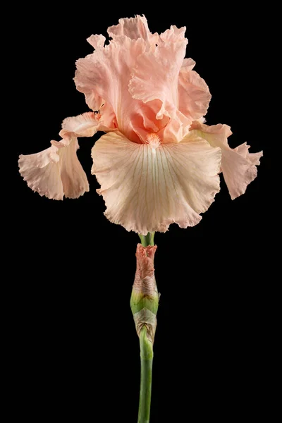 Flor Rosa Iris Aislada Sobre Fondo Negro —  Fotos de Stock