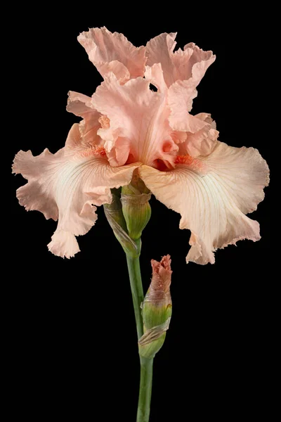 Flor Rosa Íris Isolada Sobre Fundo Preto — Fotografia de Stock