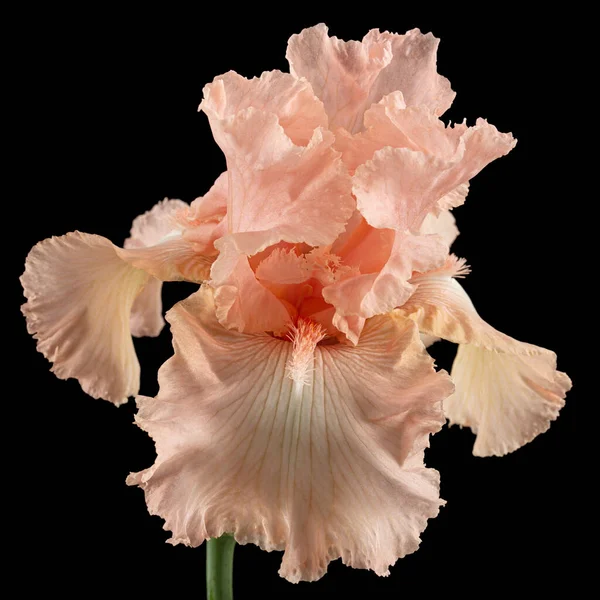 Pink flower of iris, isolated on black background