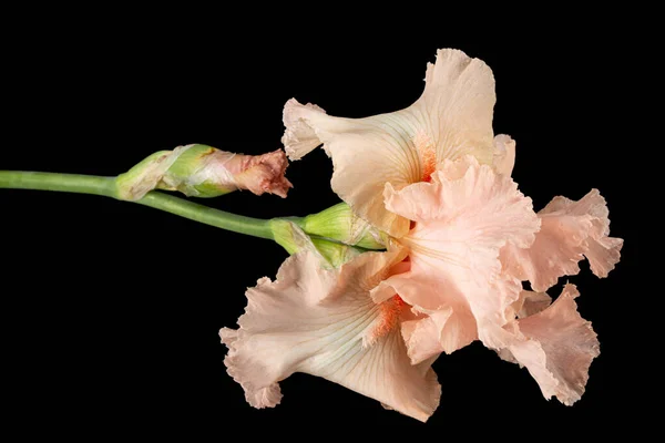 Pink Flower Iris Isolated Black Background — Stock Photo, Image