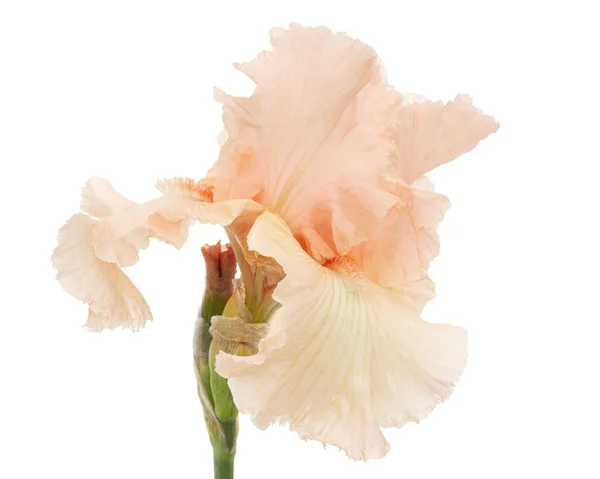 Fleur Rose Iris Isolée Sur Fond Blanc — Photo