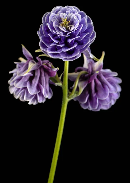 Violette Blume Der Aquilegia Blüte Des Einzugsgebiets Nahaufnahme Isoliert Auf — Stockfoto