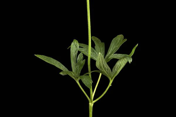 Hoja Verde Flores Anémonas Aisladas Sobre Fondo Negro — Foto de Stock