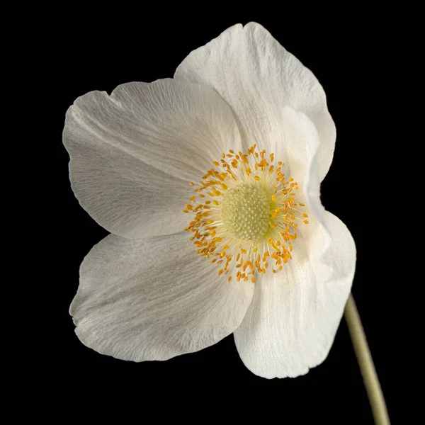 黒地に孤立したイソギンチャクの白い花 — ストック写真
