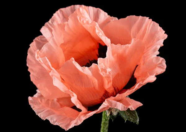 Bloem Van Roos Papaver Lat Papaver Geïsoleerd Zwarte Achtergrond — Stockfoto