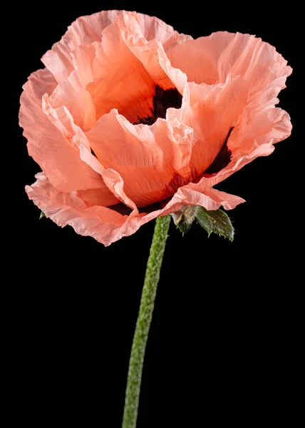 Flor Papoula Rosa Lat Papaver Isolado Sobre Fundo Preto — Fotografia de Stock