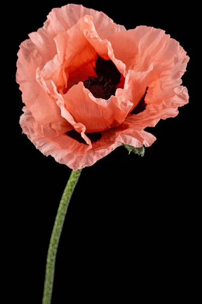 Fleur Pavot Rose Lat Papaver Isolé Sur Fond Noir — Photo