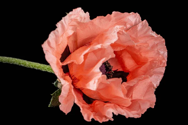 Flower Rose Poppy Lat Papaver Isolated Black Background — Stock Photo, Image