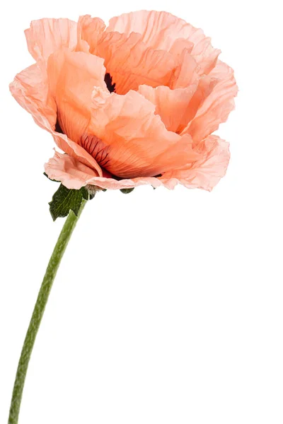 Fiore Papavero Rosa Lat Papaver Isolato Sfondo Bianco — Foto Stock