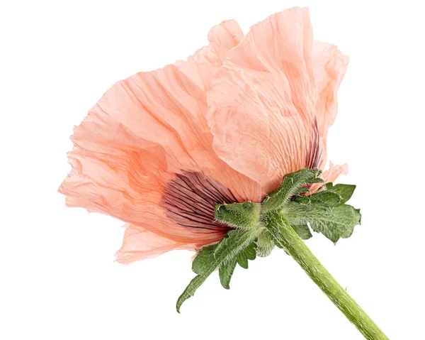 Bloem Van Roos Papaver Lat Papaver Geïsoleerd Witte Achtergrond — Stockfoto