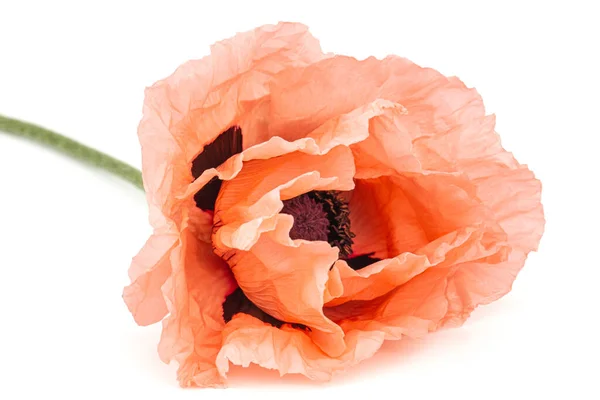 Flor Papoula Rosa Lat Papaver Isolado Sobre Fundo Branco — Fotografia de Stock