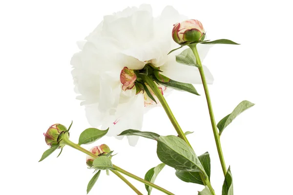 Λευκό Λουλούδι Παιώνιας Απομονωμένο Λευκό Φόντο — Φωτογραφία Αρχείου