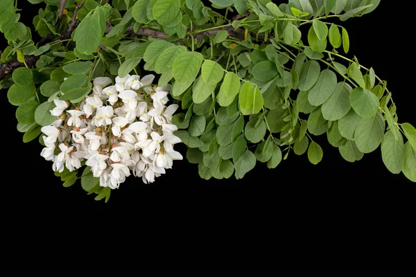 Kvetoucí Květenství Bílé Akácie Izolované Černém Pozadí — Stock fotografie