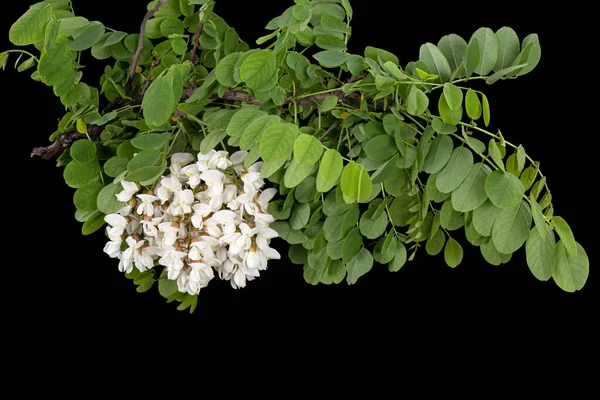 黒地に孤立した白いアカシアの花序を咲かせます — ストック写真