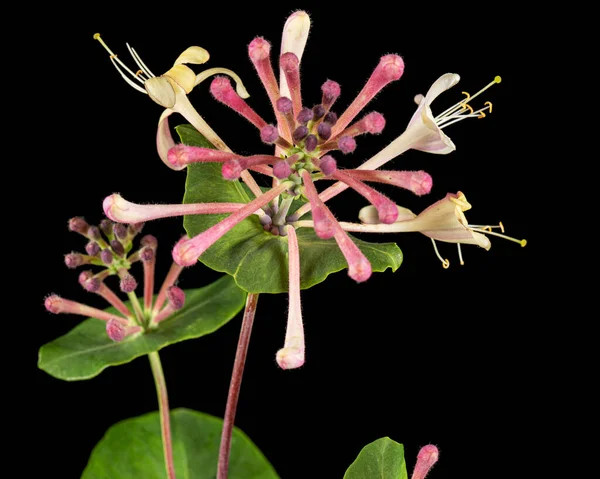 Hanımeli Çiçekleri Lat Lonicera Caprifolium Siyah Arkaplanda Izole Edilmiş — Stok fotoğraf
