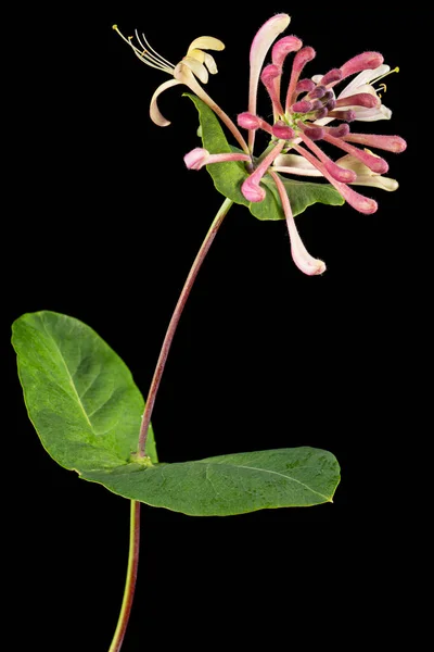Blüten Von Geißblatt Lat Lonicera Caprifolium Isoliert Auf Schwarzem Hintergrund — Stockfoto